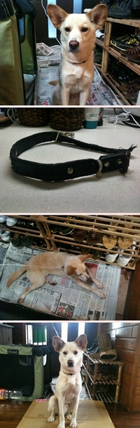 コザ運動公園にて　保護犬 2012/01/26 10:33:48