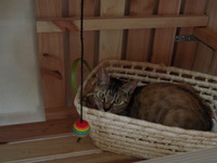 【里親募集】むぎちゃん（猫） 2011/11/16 15:07:38