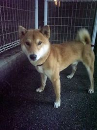 赤いリードを付けた柴犬【保護されたようです】 2011/12/26 02:54:45