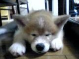 可愛いさっちゃん♪ 2008/07/19 18:58:02