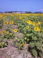 koona