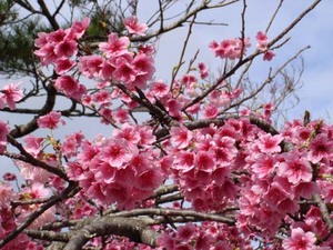 沖縄の不動産屋