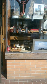 寿司屋のショーケースに猫がいた！今日も世界は猫充やなぁ('◇')ゞ