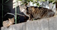 近所の路地猫を紹介します