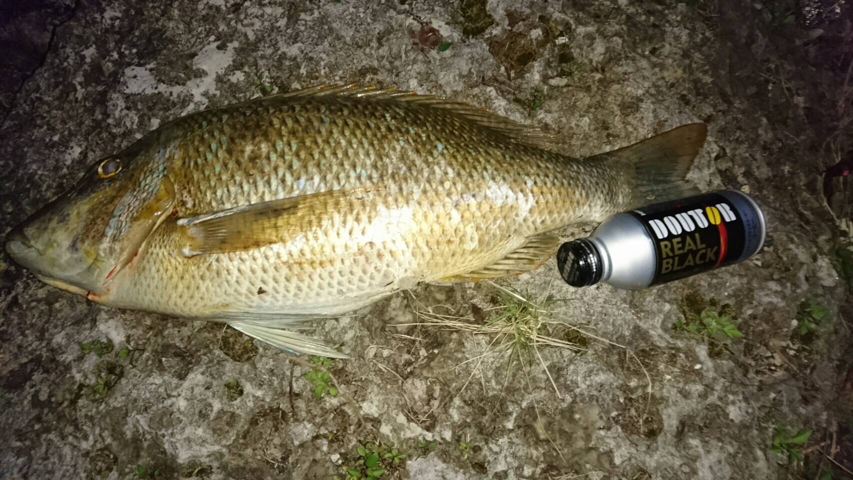 釣果報告 釣果報告