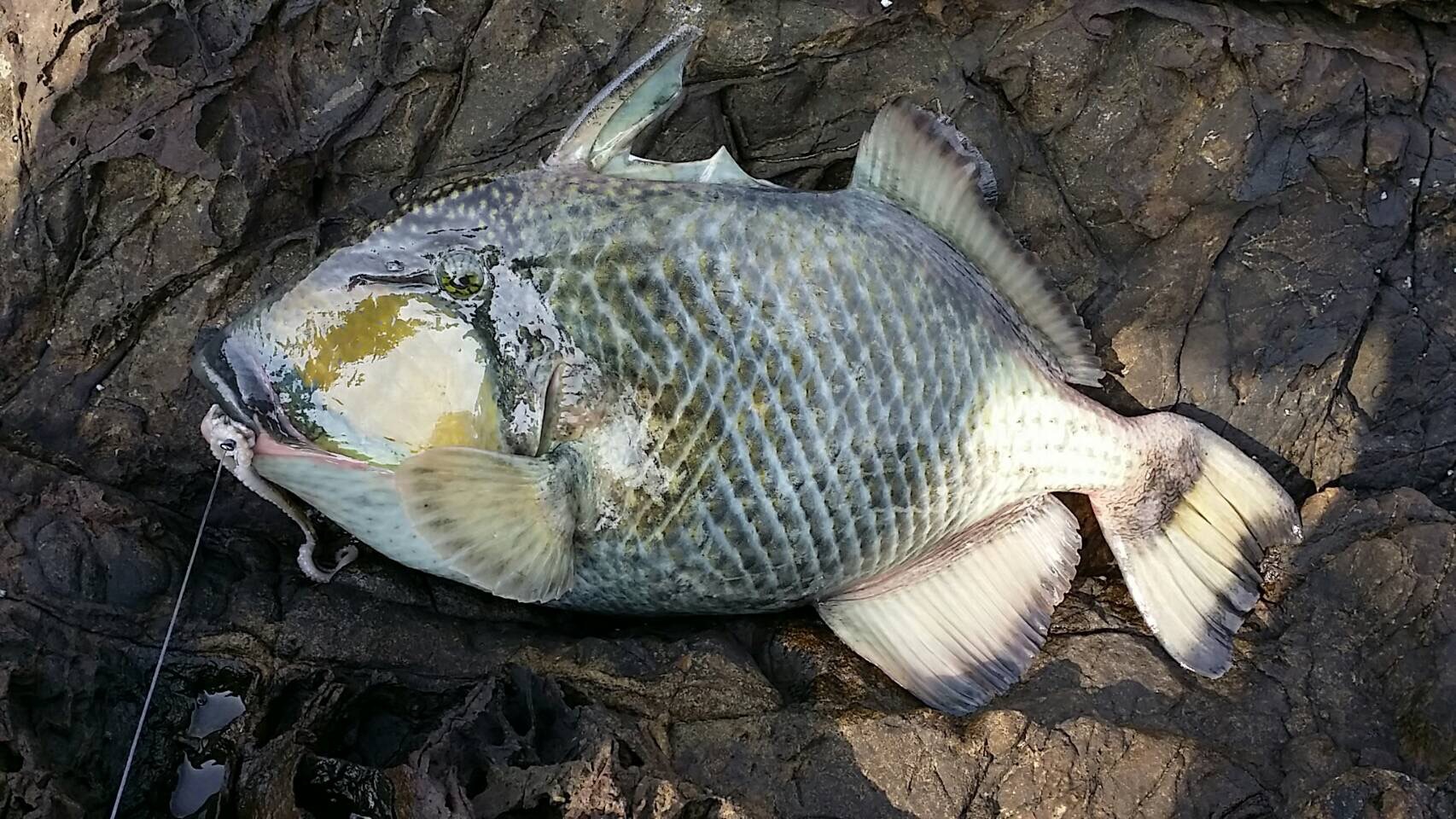釣果報告 釣果報告