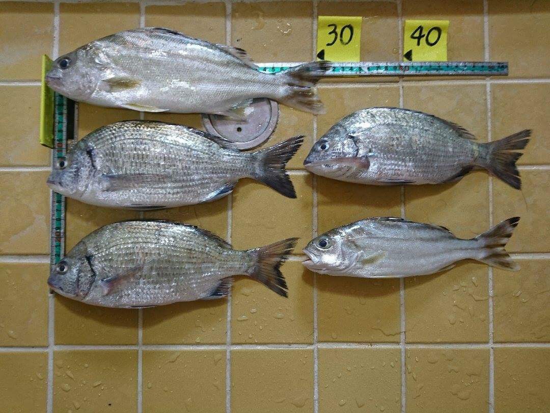 釣果報告 釣果報告