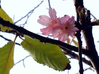 寒緋桜の季節。