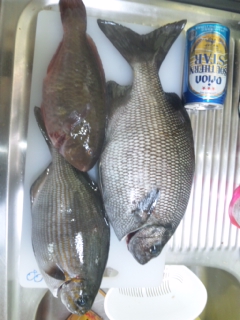 釣果報告&打ち上げ情報