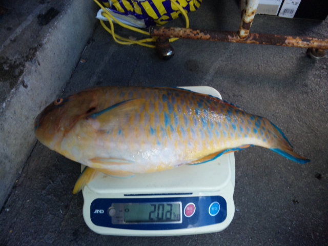 釣果報告