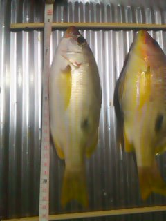 釣果報告