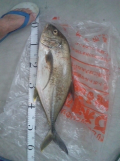 釣果報告