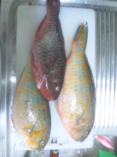 釣果報告!!
