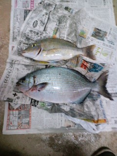 釣果報告!!