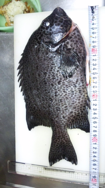 釣果報告!!