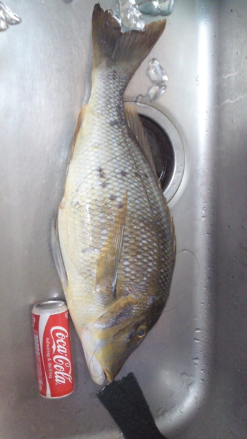 釣果報告