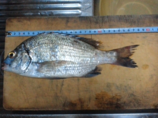 釣果報告!!