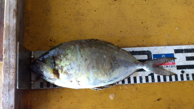 釣果報告