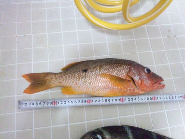釣果報告