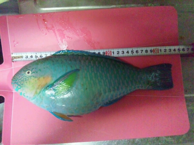 釣果報告