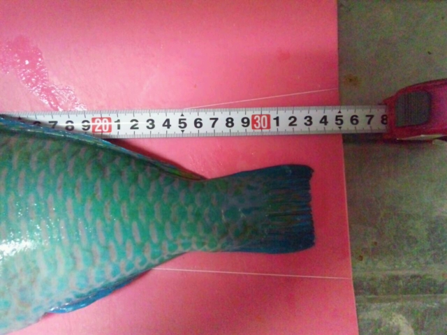 釣果報告