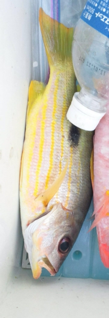 釣果報告