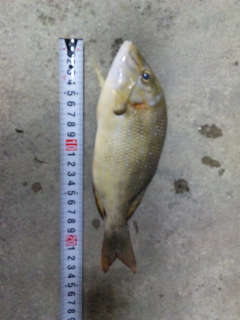 釣果報告