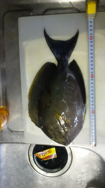 釣果報告