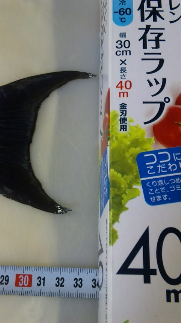 釣果報告