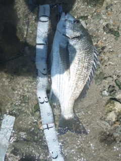 釣果報告
