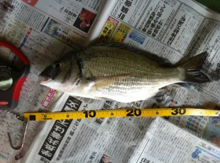 釣果報告