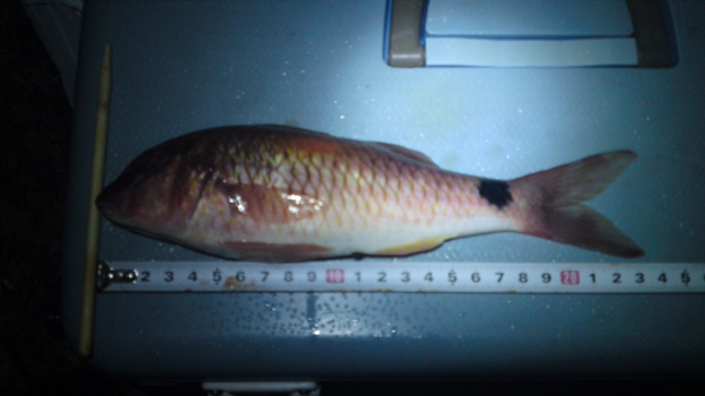 釣果報告