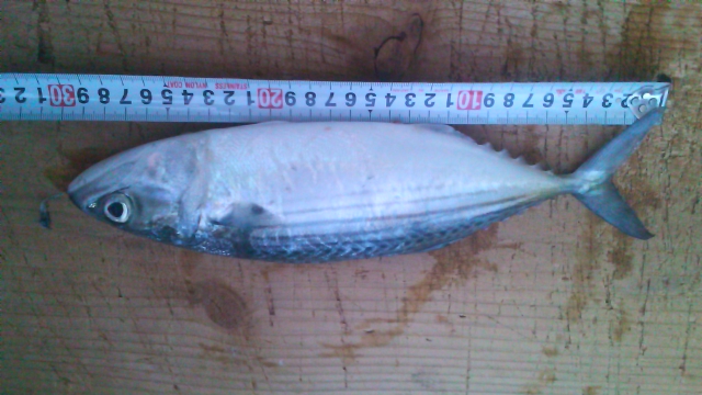 釣果報告