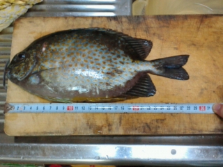 釣果報告!!