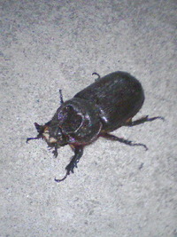 玄関前に 2008/04/27 01:09:25