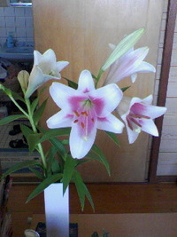開花 2008/05/08 11:50:32