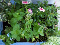 久しぶりの 2008/06/29 14:32:01