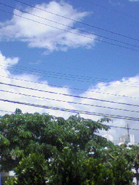 雨の後の 2008/08/08 13:53:49