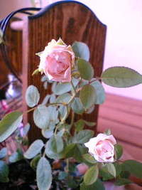 薔薇が咲いた 2008/08/17 15:03:46