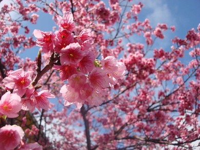 沖縄の桜まつり