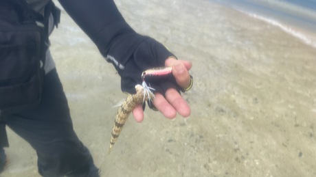 バラしの女王 バラしの女王