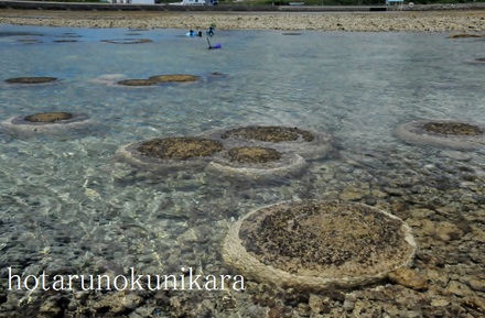 久米島ではハマサンゴが大規模白化現象