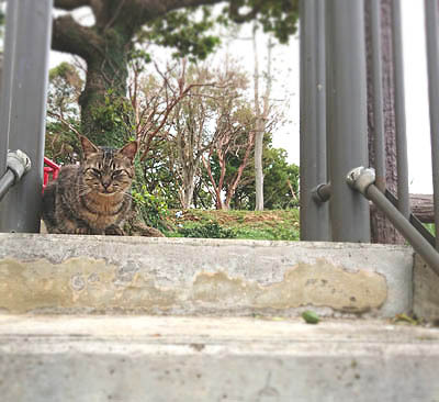 「桜坂の猫、壺屋の猫」。