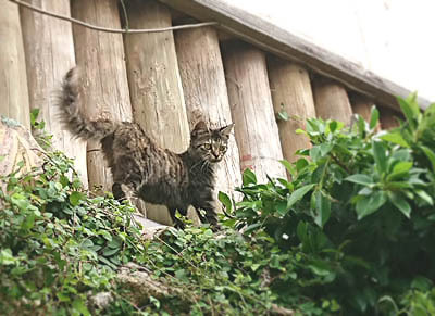 「桜坂の猫、壺屋の猫」。
