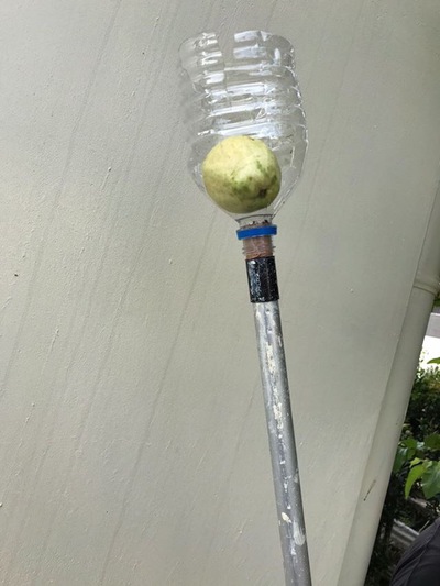 バンシルー収穫 バンシルー収穫
