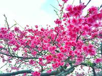 桜満開✿