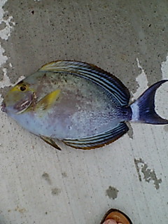 今、釣れました。