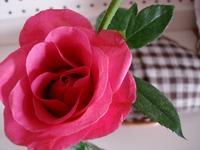 暑い。。。 2008/07/06 19:26:24