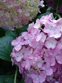 お泊り保育。。。 2008/07/03 13:32:15