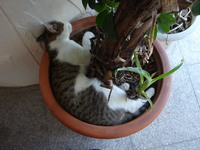 植木鉢に寝るクルビア